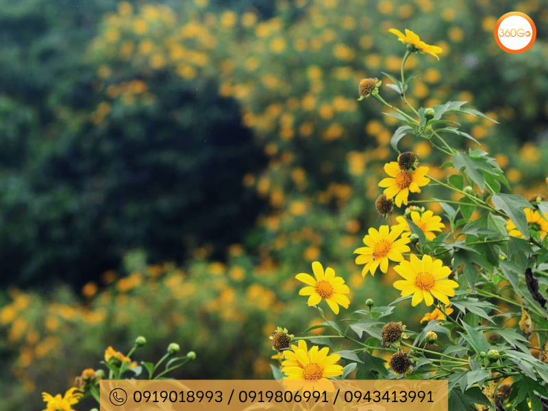 Hoa dã quỳ là một loài cây thân thảo, thuộc họ Cúc - Du lịch 360Go